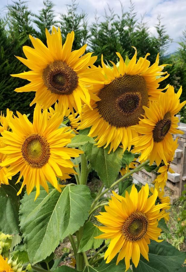 Alojamento de Acomodação e Pequeno-almoço I Girasoli *