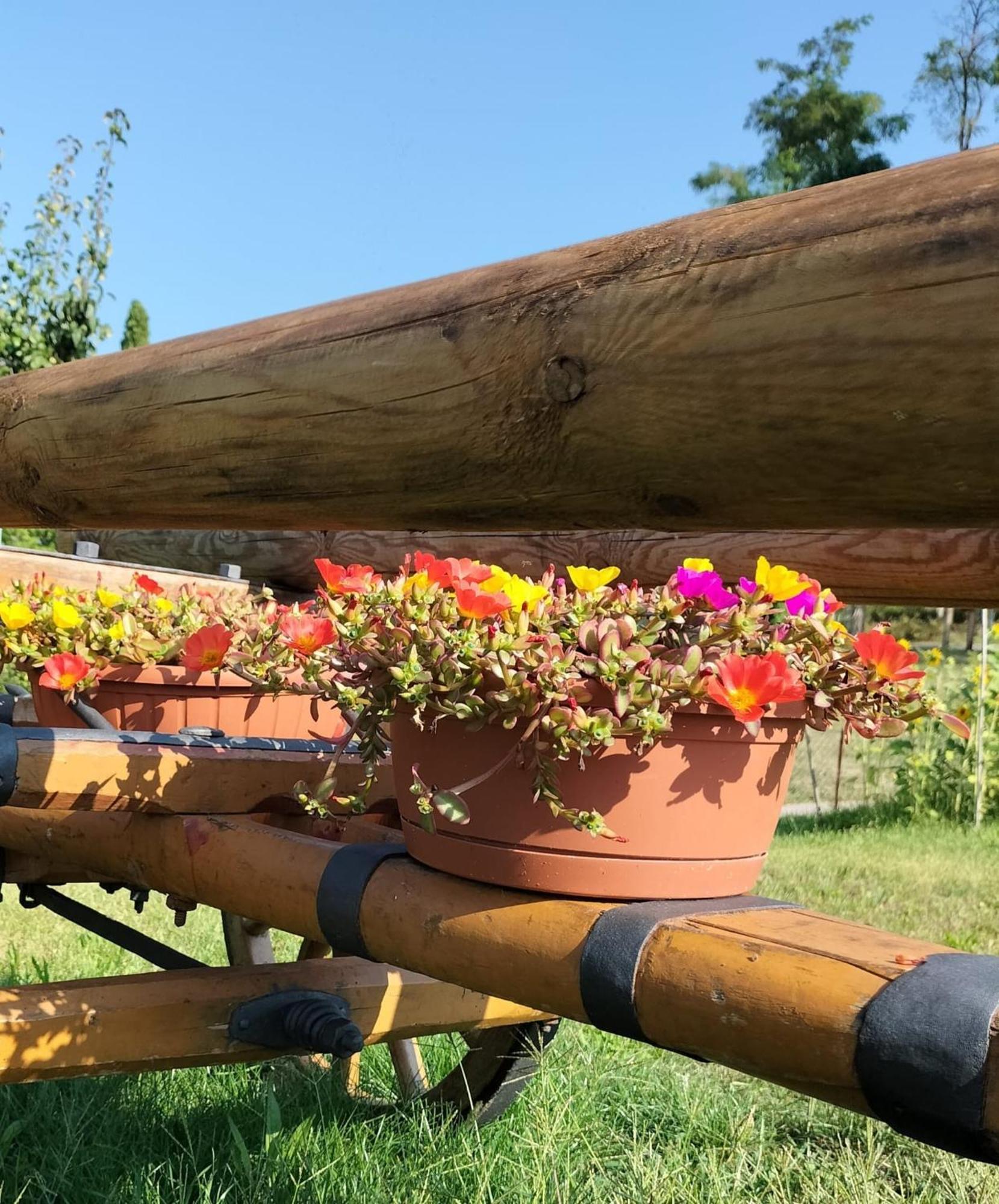 I Girasoli Alojamento de Acomodação e Pequeno-almoço *