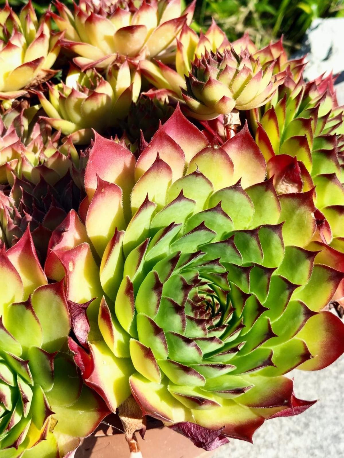 Alojamento de Acomodação e Pequeno-almoço I Girasoli